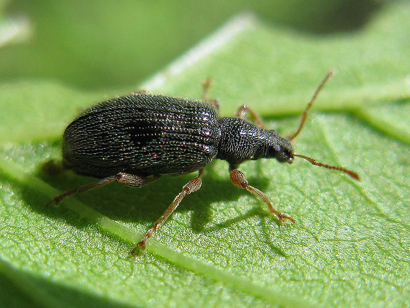 Curculionidae: Phyllobius oblongus